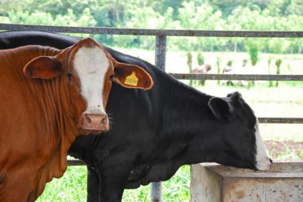 Analizan sistemas de liquidación de precios en los mercados agropecuarios